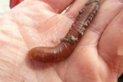 Australian Scientists discover Superworms that can munch through Plastic Waste
