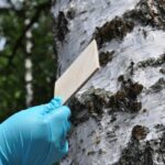 Harmful wood adhesives could be replaced with Finnish Eco-glue