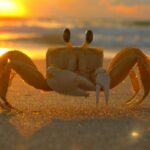 Fiddler Crab Eye inspires research into novel Artificial Vision solution