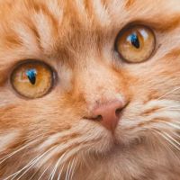 Cheshire Cat Narrowboats